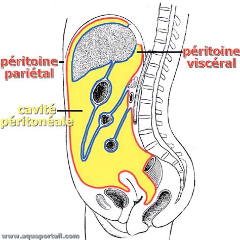 cavité dans le corps crostic|Péritoine et cavité péritonéale : Anatomie et fonction .